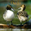 Duck Calendars, Cheap Duck Calendar, Waterfowl Calendar, Decoy Calendar