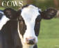 Cow 2018 Calendar, Cow Calendars with free Shipping, Cow Calendars 2018, Cattle Calendars