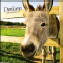 Donkey Calendars, Mule Calendar, Jackass Calendar